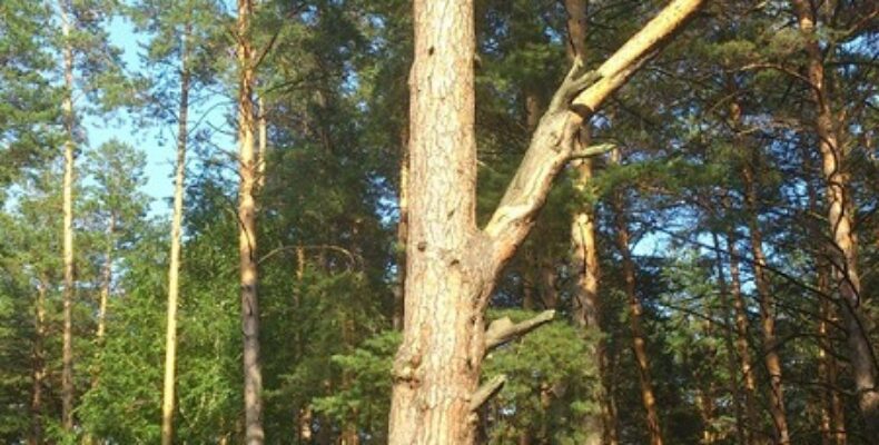 324-летняя сосна из Бердска может стать главным деревом России