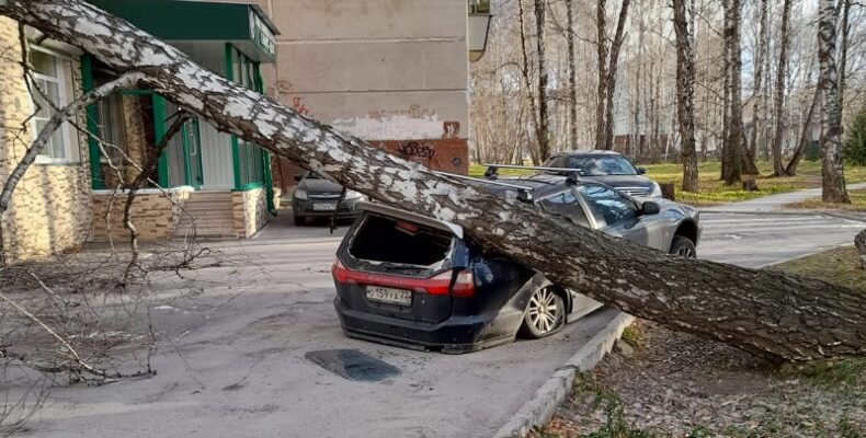 Две рядом растущие берёзы рухнули на автомобиль и саженцы в Бердске