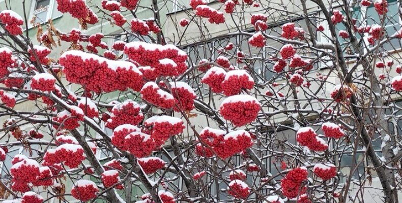 Снежная погода ожидается в Бердске