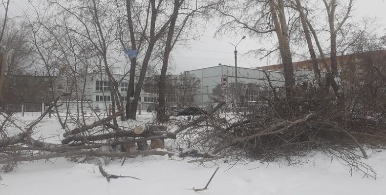 Массово вырубают деревья возле одного из домов Бердска