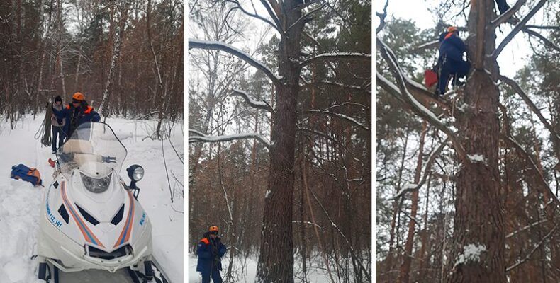 Залез на спор и застрял на высоком дереве житель Бердска