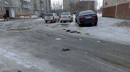 Во дворе многоэтажки в Бердске убили стаю голубей