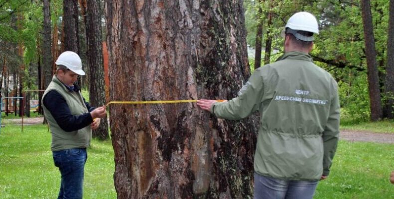 На конкурс «Российское дерево года» снова представят 324-летнюю сосну Бердска