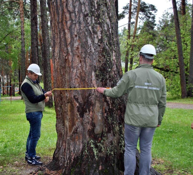 На конкурс «Российское дерево года» снова представят 324-летнюю сосну Бердска
