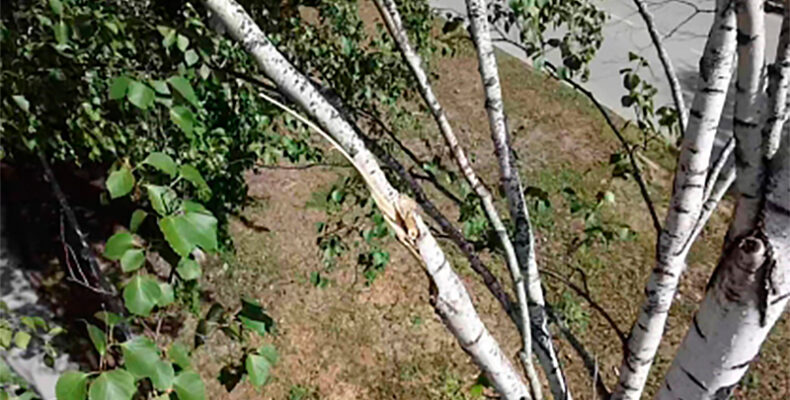 Получил условный срок за упавшее дерево чиновник из Бердска