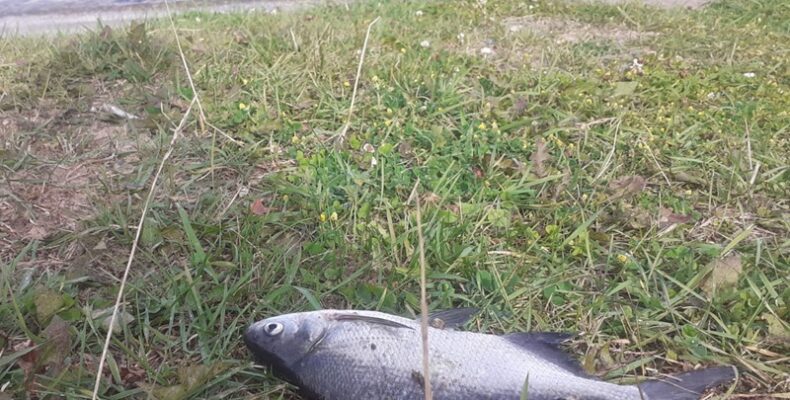 Ограничили ловлю рыбы на Новосибирском водохранилище жителям Бердска